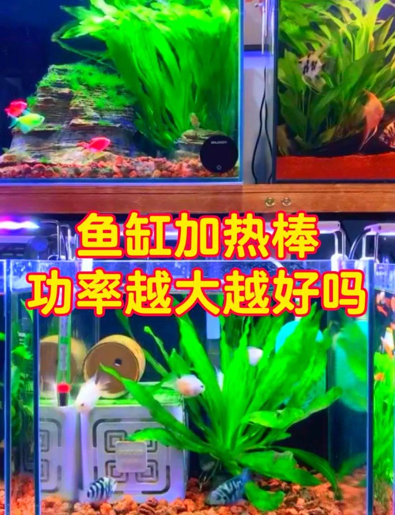 繁殖缸需要多大功率的加熱器？