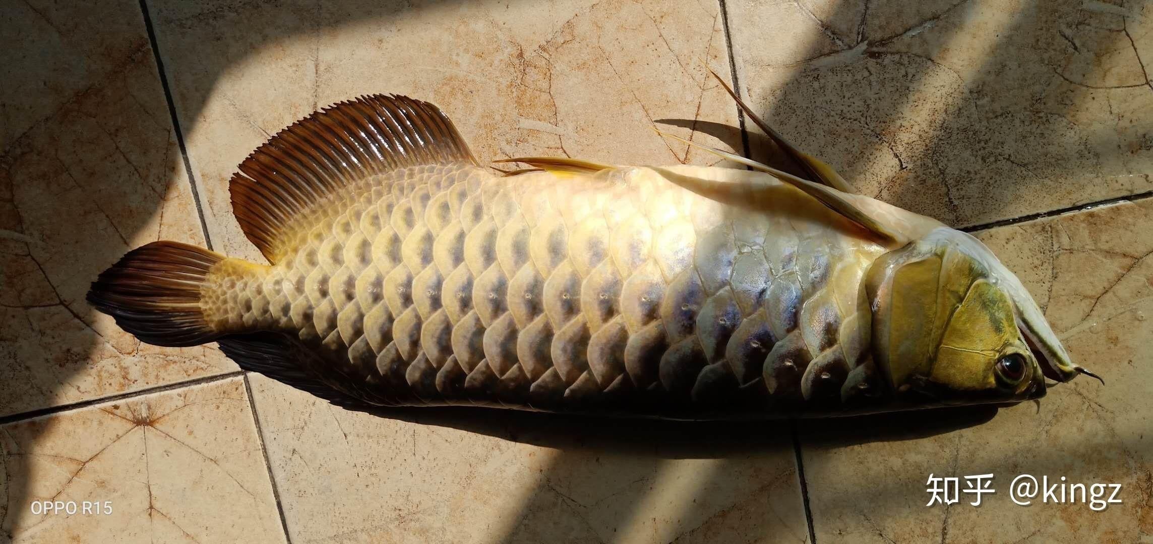 金龍魚刺多么：金龍魚的刺多少