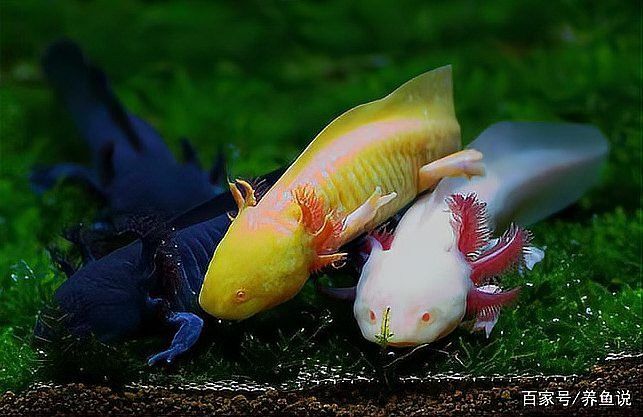六角恐龍魚需要多大的裝飾石？ 六角恐龍魚需要多大的裝飾石？ 龍魚百科 第1張