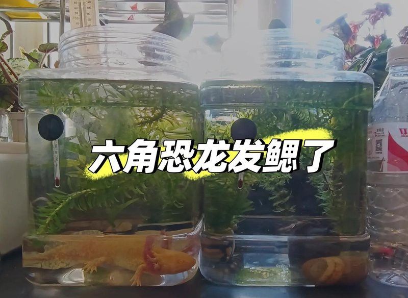 六角恐龍魚需要多大的裝飾石？ 六角恐龍魚需要多大的裝飾石？ 龍魚百科 第7張