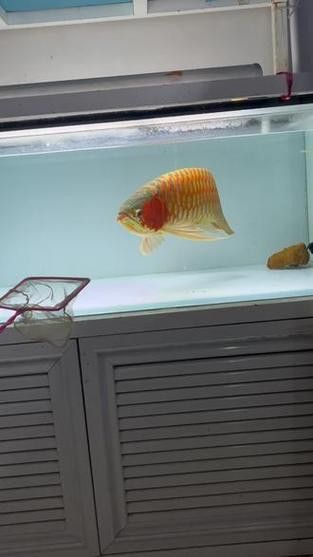 60厘米紅龍魚價格表圖片大全 60厘米紅龍魚價格表圖片大全 龍魚百科 第9張
