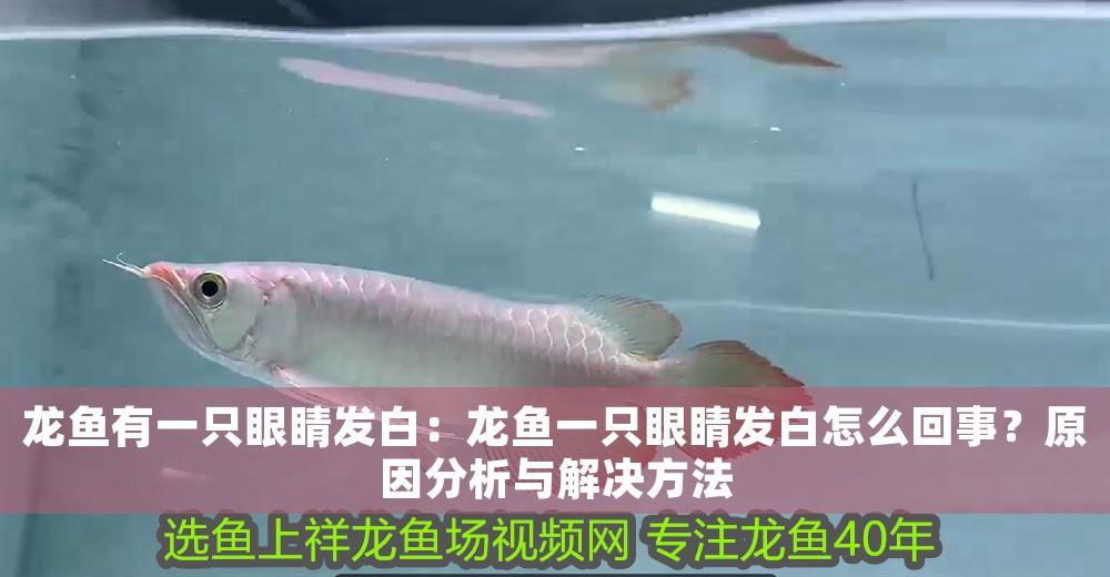 龍魚有一只眼睛發(fā)白：龍魚一只眼睛發(fā)白怎么回事？原因分析與解決方法