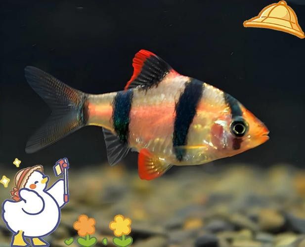 龍魚(yú)缸還能養(yǎng)什么魚(yú)