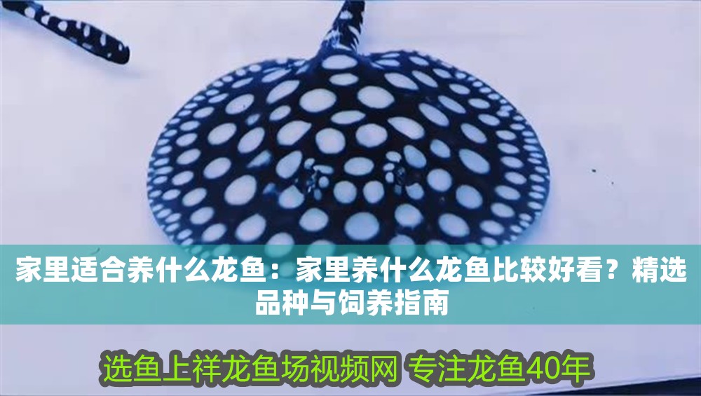 家里適合養什么龍魚：家里養什么龍魚比較好看？精選品種與飼養指南