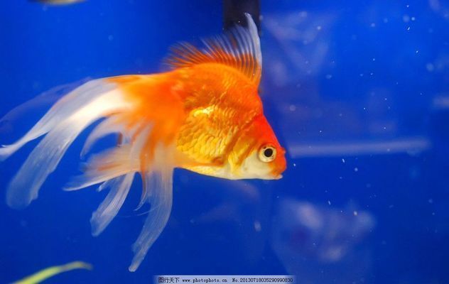 家里適合養什么龍魚：家里養什么龍魚比較好看？精選品種與飼養指南