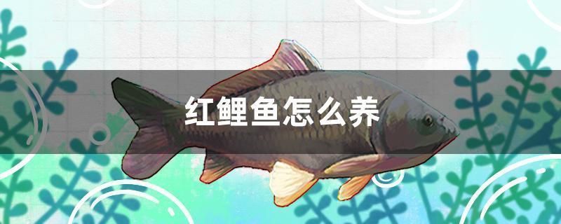 如何改善紅勾銀版魚的飲食習(xí)慣：改善紅勾銀版魚的飲食習(xí)慣的方法