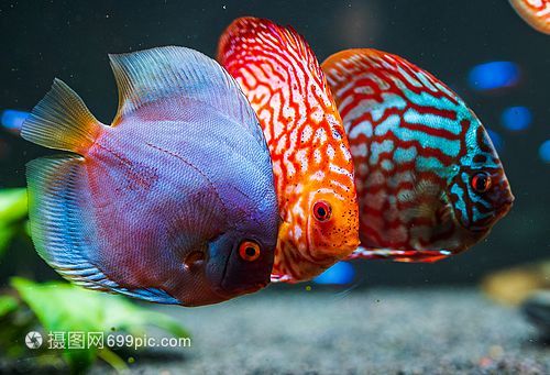 七彩魚和龍魚混養好嗎：七彩魚和龍魚混養可行嗎