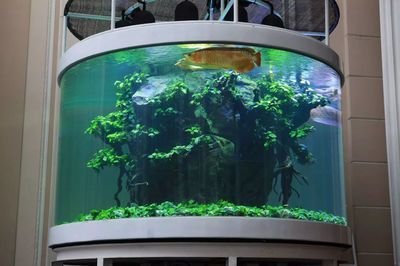 龍魚造景圖片欣賞：根據搜索結果整理的龍魚缸造景圖片欣賞