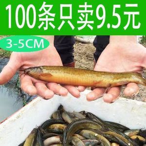 龍魚的藥用功效和作用：cips(2024長城寵物展cips(2024長城寵物展