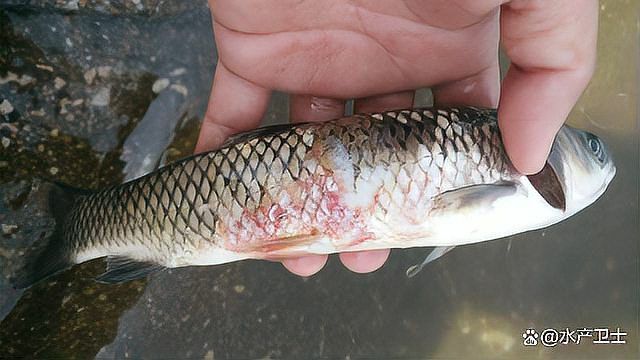 龍魚爛鰓最簡單三個處理方法