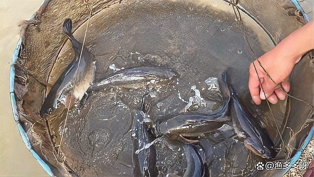 龍魚爛鰓最簡單三個處理方法