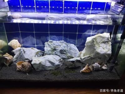 龍魚吃得少是什么原因：龍魚吃得少可能由多種因素引起 龍魚吃得少是什么原因：龍魚吃得少可能由多種因素引起 龍魚百科 第1張