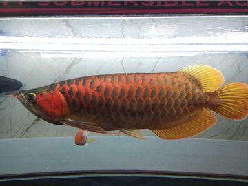 紅血金龍魚：紅血金龍魚是一種美麗且具有經濟價值的淡水觀賞價值的淡水觀賞魚 紅血金龍魚：紅血金龍魚是一種美麗且具有經濟價值的淡水觀賞價值的淡水觀賞魚 龍魚百科 第3張