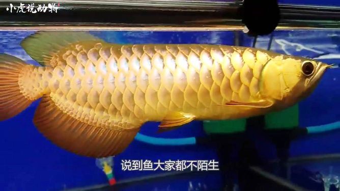 金龍魚(yú)手術(shù)多少錢(qián)：金龍魚(yú)手術(shù)多少錢(qián)金龍魚(yú)手術(shù)多少錢(qián) 金龍魚(yú)手術(shù)多少錢(qián)：金龍魚(yú)手術(shù)多少錢(qián)金龍魚(yú)手術(shù)多少錢(qián) 龍魚(yú)百科 第1張