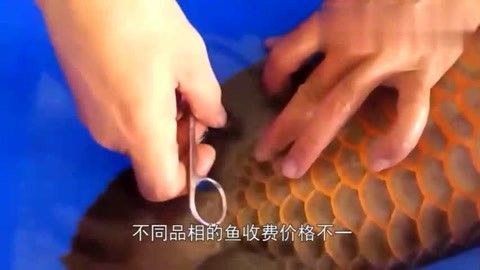 金龍魚(yú)手術(shù)多少錢(qián)：金龍魚(yú)手術(shù)多少錢(qián)金龍魚(yú)手術(shù)多少錢(qián) 金龍魚(yú)手術(shù)多少錢(qián)：金龍魚(yú)手術(shù)多少錢(qián)金龍魚(yú)手術(shù)多少錢(qián) 龍魚(yú)百科 第3張