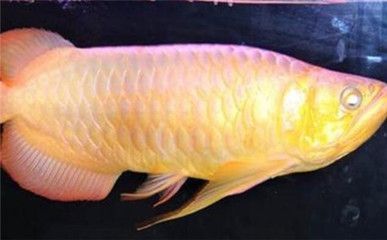 龍魚側線孔鼓起來的原因和治療方法（龍魚側線孔變大怎么辦） 龍魚側線孔鼓起來的原因和治療方法（龍魚側線孔變大怎么辦） 龍魚百科 第5張