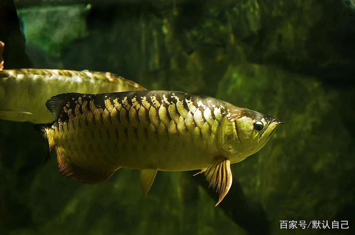 大青龍魚價格