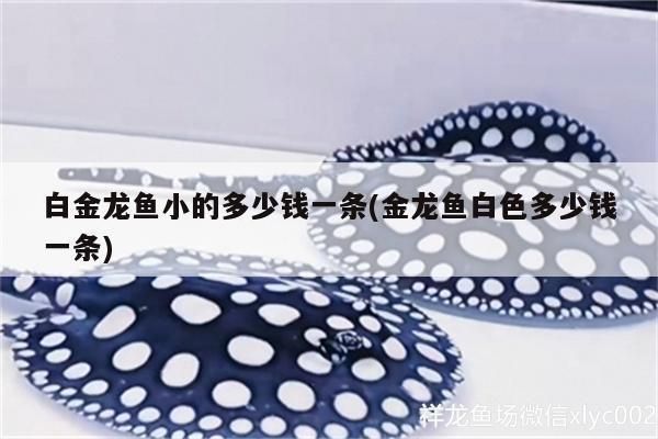 什么龍魚小（小型水族箱布置指南）