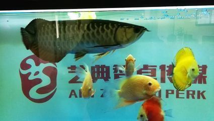 龍魚可以喂小魚嗎怎么喂的（喂養(yǎng)龍魚時(shí)需要注意以下幾點(diǎn)，確保龍魚的健康和營養(yǎng)均衡）