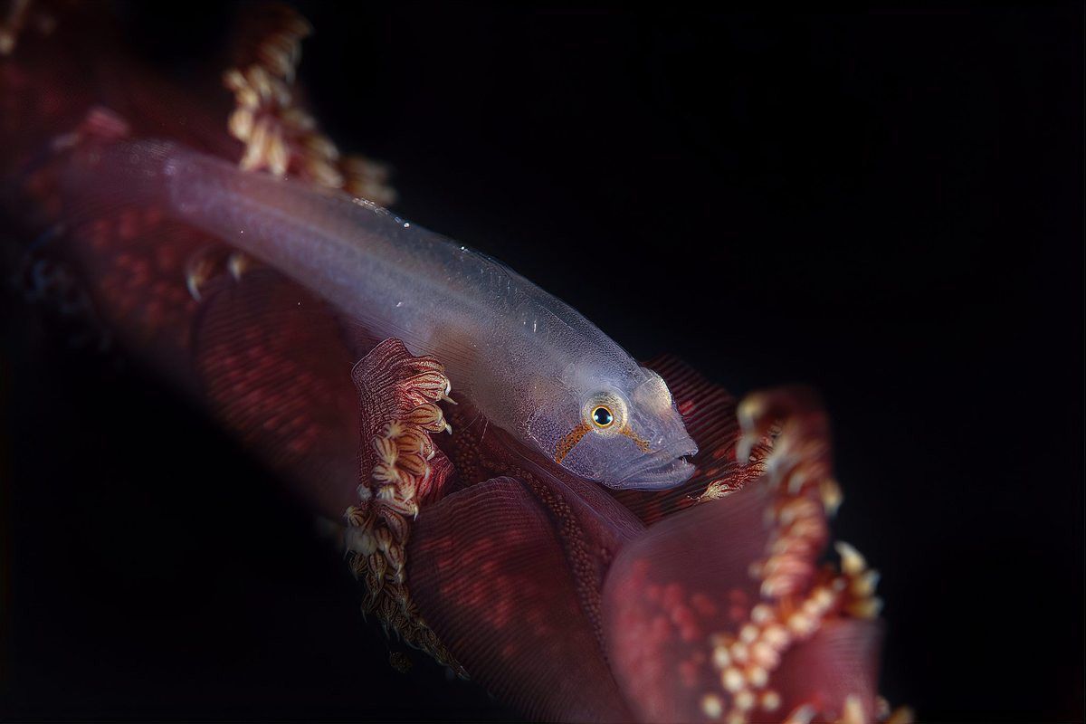 藍雷龍魚能長多大 藍雷龍魚能長多大 龍魚百科 第4張