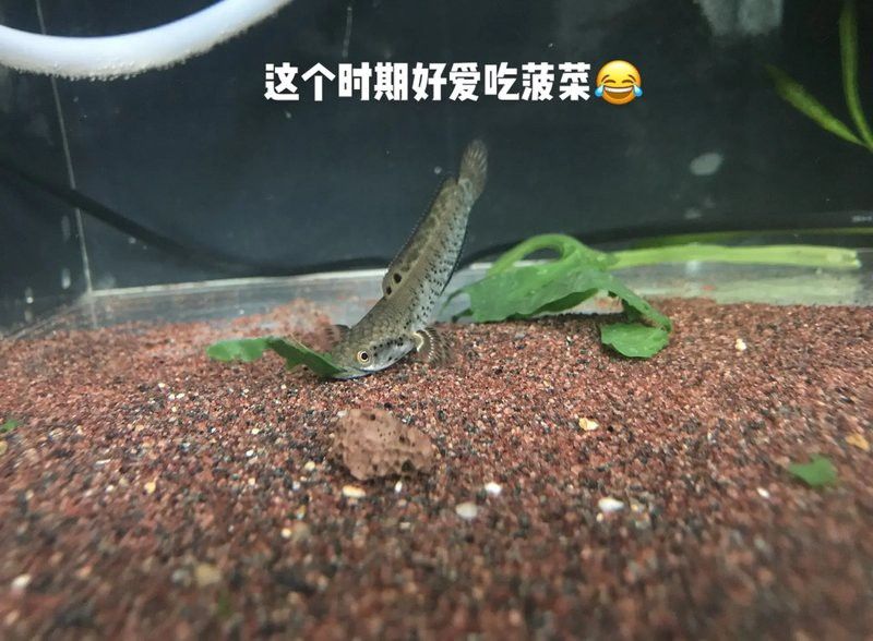 藍雷龍魚能長多大 藍雷龍魚能長多大 龍魚百科 第3張