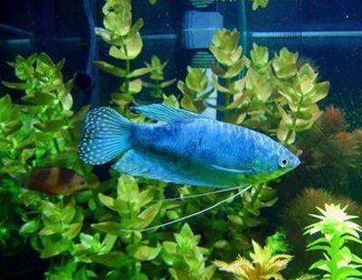 藍曼龍魚兇猛嗎：藍曼龍魚攻擊性行為的預防