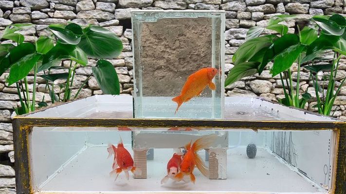 負壓魚缸設計（負壓魚缸與普通魚缸對比）