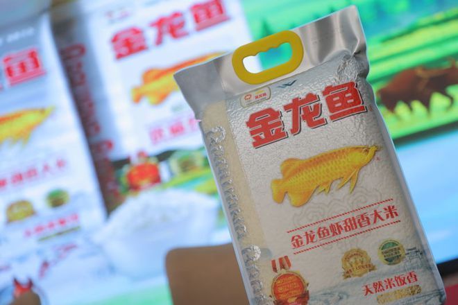 金龍魚吃魚飼料嗎：金龍魚吃什么飼料最合適金龍魚飼養方法360問答