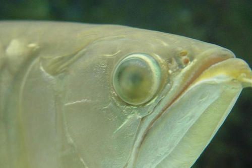 金龍魚有一只眼蒙：金龍魚蒙眼怎么辦