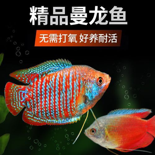 藍曼龍魚多少錢一只