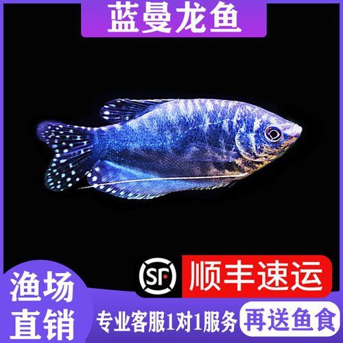 藍曼龍魚多少錢一只