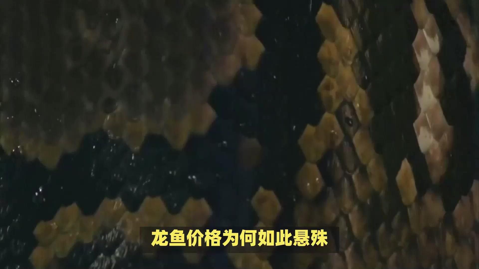 藍曼龍魚多少錢一只
