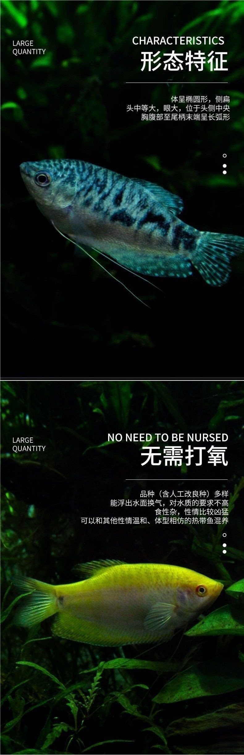 藍曼龍魚多少錢一只