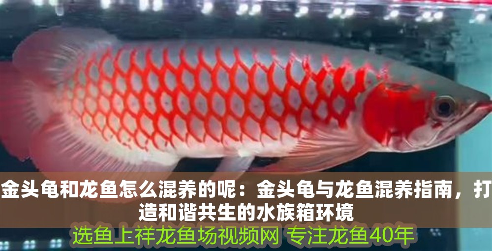 金頭龜和龍魚怎么混養的呢：金頭龜與龍魚混養指南，打造和諧共生的水族箱環境