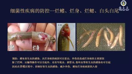 如何預防雷龍魚感染寄生蟲：如何有效預防雷龍魚感染寄生蟲