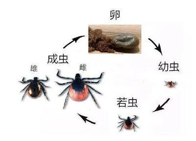 如何預防雷龍魚感染寄生蟲：如何有效預防雷龍魚感染寄生蟲