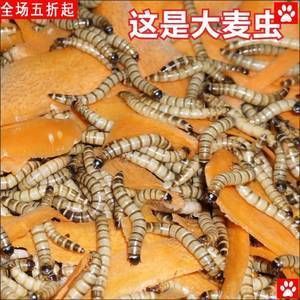 金龍魚刺多不多怎么看：金龍魚的魚刺多不多