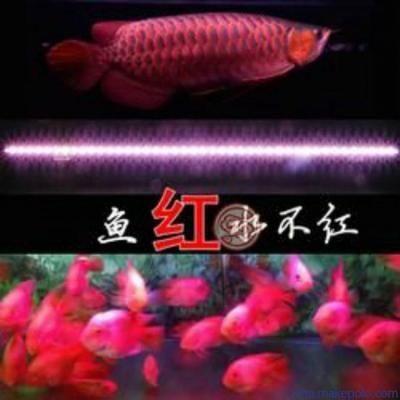 龍魚每天必須照幾小時燈：如何調節龍魚光照強度，夏季龍魚光照時間調整，龍魚光照與食欲關系