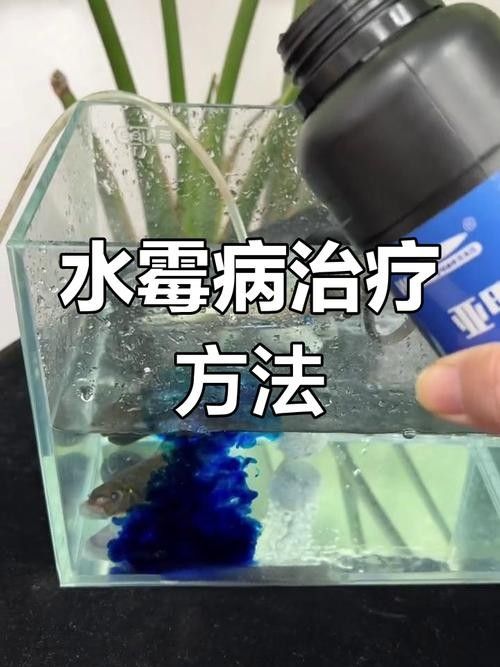 雷龍魚身上有白色絮狀物圖片大全