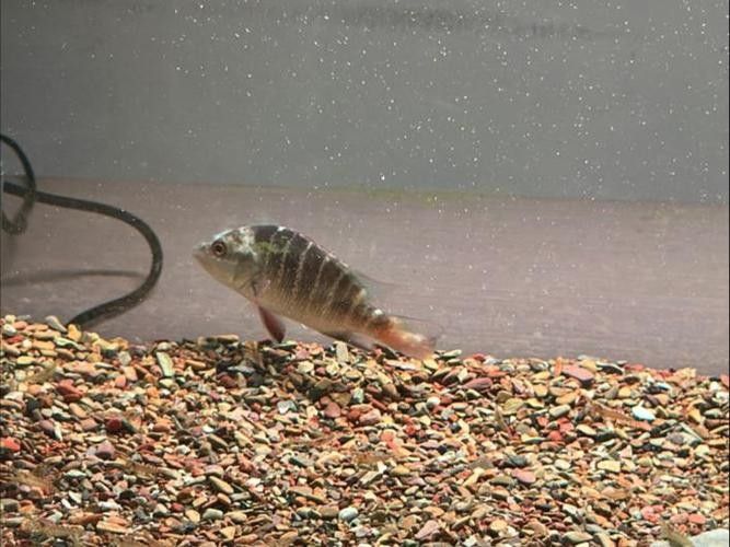 雷龍魚身上有白色絮狀物圖片大全