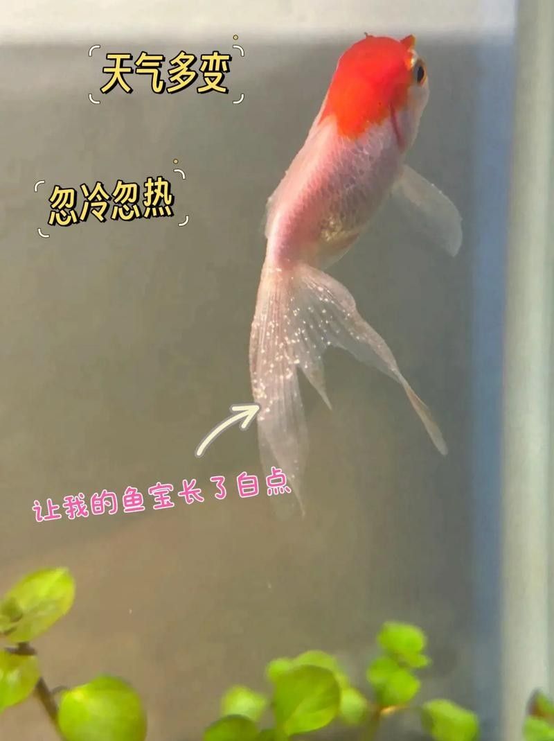 雷龍魚身上有白色絮狀物圖片大全