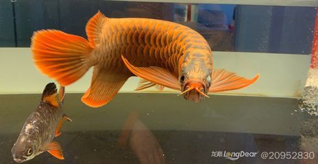 龍魚怎么治療掉眼睛：治療龍魚掉眼的方法