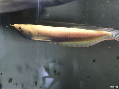 黃化龍魚(yú)（黃化龍魚(yú)的市場(chǎng)價(jià)格趨勢(shì)）