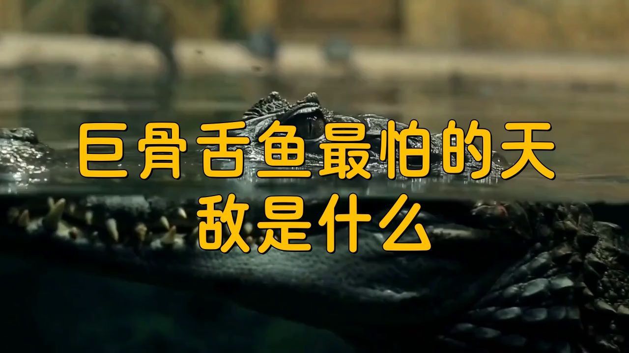 巨骨舌魚有哪些天敵？