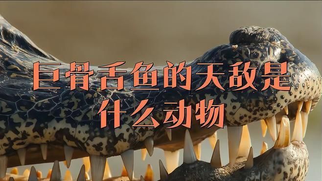 巨骨舌魚有哪些天敵？