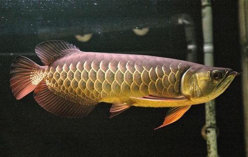 紅背金龍魚價格表和圖片