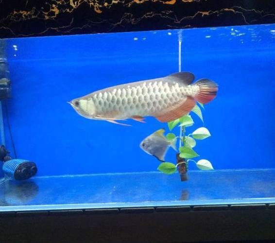 紅背金龍魚價格表和圖片