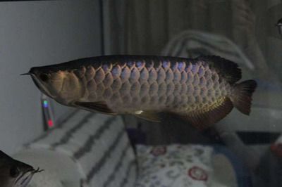 藍底金龍魚價格多少錢一條