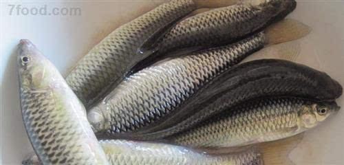 金龍魚喂麥穗魚是可行的：金龍魚可以喂麥穗魚嗎