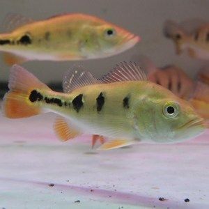 紅老虎魚混養龍魚：紅老虎魚和龍魚可以混養嗎